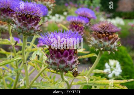 Grande fleur de Cardoon (Cynara Carduculus) en fleurs dans un jardin de fin d'été Banque D'Images