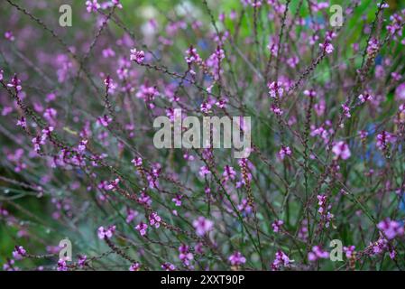 Verbena Officinalis 'Bampton' floraison à la fin de l'été. Une vivacité avec de fines tiges et de petites fleurs violettes. Banque D'Images