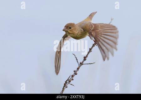 Piment de rosier commun (Carpodacus erythrinus), en vol, Allemagne, Mecklembourg-Poméranie occidentale Banque D'Images