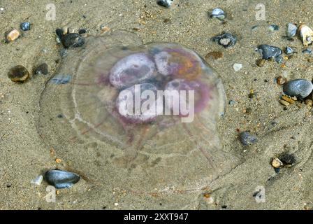 Gelée de lune, méduse commune (Aurelia aurita), méduses lavées et silex sur la mer du Nord, Allemagne, Schleswig-Holstein, Helgoland Banque D'Images