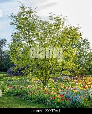 Bois jaune, bois jaune américain, bois jaune du Kentucky, Virgilia (Cladrastis lutea, Cladrastis kentukea), habitude au printemps dans un lit de tulipes, Europe, Bunde Banque D'Images