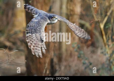 Faucon de moineau du nord (Accipiter nisus), mâle en vol, Allemagne, Mecklembourg-Poméranie occidentale Banque D'Images