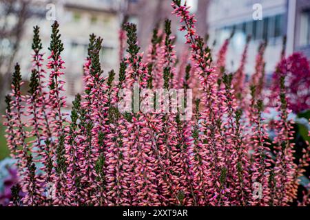 Bruyère violette poussant en pot Banque D'Images