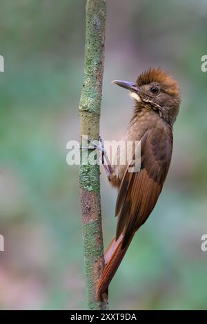 Berger à ailes tawny (Dendrocincla anabatina), assis à un tronc d'arbre, Guatemala Banque D'Images