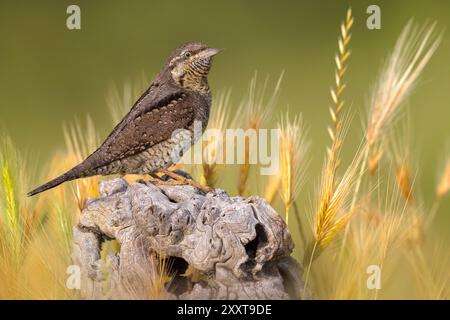 Col ras du cou nord, col ras du cou eurasien (Jynx torquilla), perché sur du bois mort dans le grain, vue de côté, Italie, Toscane, Renai di Signa Banque D'Images