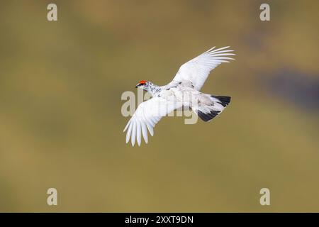Ptarmigan du rocher islandais, poulet des neiges islandais (Lagopus muta islandorum, Lagopus mutus islandorum), volant, Islande, Banque D'Images