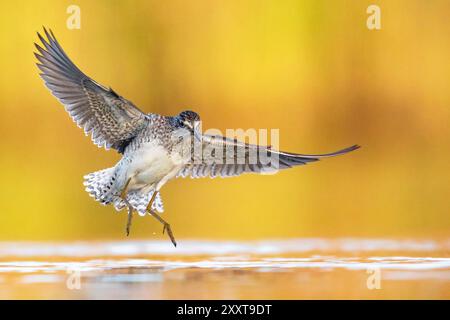 Piper de sable en bois (Tringa glareola), à l'approche du débarquement, Italie, Toscane Banque D'Images