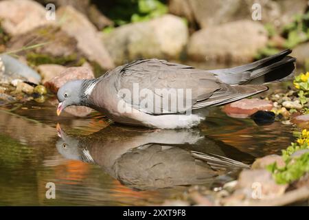 Pigeon des bois (Columba palumbus), buvant dans un ruisseau, Allemagne, Mecklembourg-Poméranie occidentale Banque D'Images