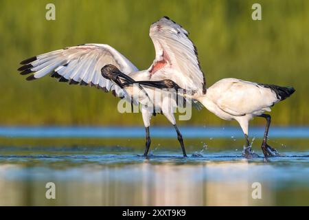 Ibis sacré africain (Threskiornis aethiopicus), deux ibis combattant dans les eaux peu profondes, Italie, Toscane Banque D'Images