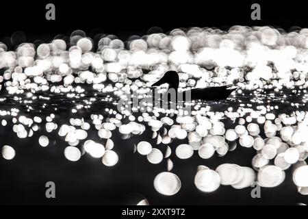 Pelle nordique (Anas clypeata, spatula clypeata), baignade sur un lac, silhouette contre la lumière, Italie, Toscane Banque D'Images