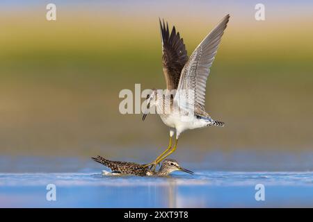 Piper de sable en bois (Tringa glareola), débarquement sur un rival de natation, Italie, Toscane, Stagni della Piana Pisano-Livorn Banque D'Images