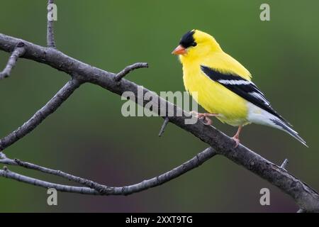 Orangé américain (Carduelis tristis, Spinus tristis), mâle perché sur une branche, USA Banque D'Images