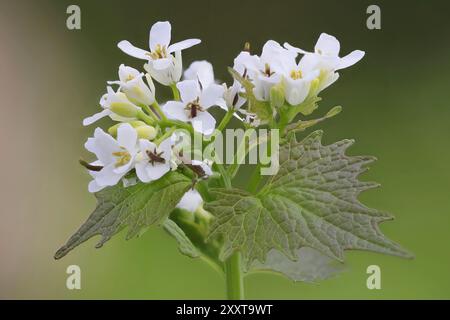 Moutarde à l'ail, haie ail, Jack-by-the-hedge (Alliaria petiolata), fleurs, Allemagne, Mecklembourg-Poméranie occidentale Banque D'Images