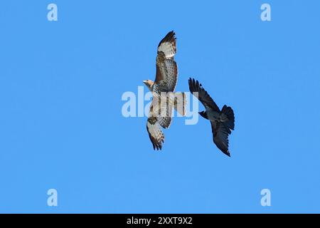 Corbeau à capuchon (Corvus corone cornix, Corvus cornix), attaquant le buzzard eurasien en vol dans le ciel bleu, Allemagne, Mecklembourg-Poméranie occidentale Banque D'Images