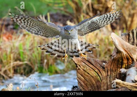 Faucon de moineau du nord (Accipiter nisus), Allemagne, Mecklembourg-Poméranie occidentale Banque D'Images