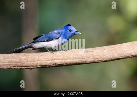 Monarque bleu à coiffe noire, monarque à coiffe noire, mouche bleue à coiffe noire (Hypothymis azurea), mâle assis sur une branche, Thaïlande, Kaeng Krachan Nati Banque D'Images