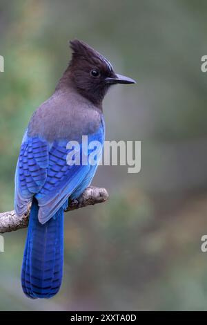 jay de Steller (Cyanocitta stelleri), assis sur une branche, USA Banque D'Images