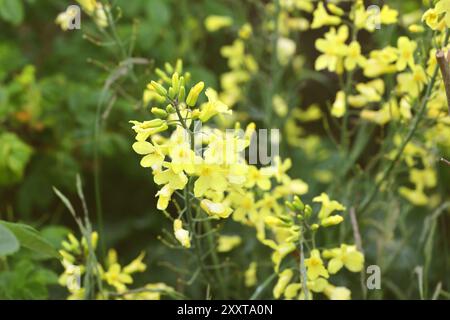 Chou-fleur (Brassica oleracea var. botrytis), forme sauvage de chou, floraison, Allemagne, Schleswig-Holstein, Helgoland Banque D'Images