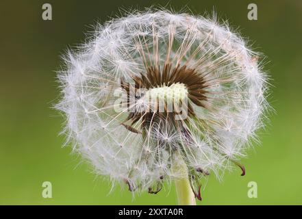 Pissenlit commun (Taraxacum officinale), infructescence avec des fruits mûrs, Allemagne, Mecklembourg-Poméranie occidentale Banque D'Images