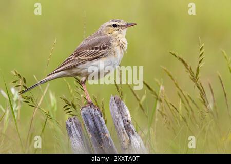 Pitpit Tawny (Anthus campestris), perché sur un bâton de bois, Italie, Toscane Banque D'Images