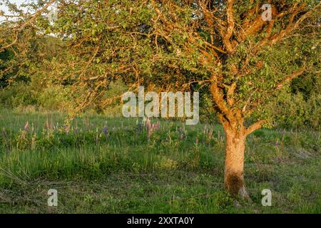 Prairie d'été à Scania, Suède Banque D'Images