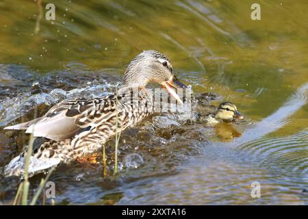 Colvert (Anas platyrhynchos), femelle attaquant un poussin étranger, Allemagne, Schleswig-Holstein, Helgoland Banque D'Images