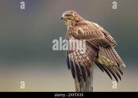 Buzzard eurasien, buzzard commun (Buteo buteo), perché sur un poteau en bois avec ailes suspendues, vue de côté, Italie, Toscane Banque D'Images