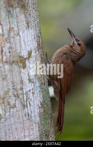 Dendrocolaptes sanctithomae (Dendrocolaptes sanctithomae), assis à un tronc d'arbre, Guatemala Banque D'Images