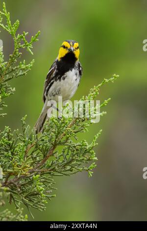 Paruline à joues dorées (Setophaga chrysoparia, Dendroica chrysoparia), mâle adulte perché dans un buisson, USA Banque D'Images