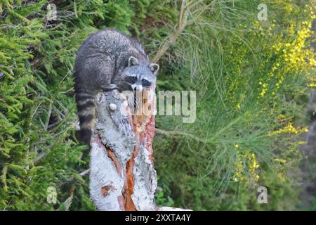 Raton laveur commun (Procyon lotor), assis sur une souche d'arbre, Allemagne, Mecklembourg-Poméranie occidentale Banque D'Images