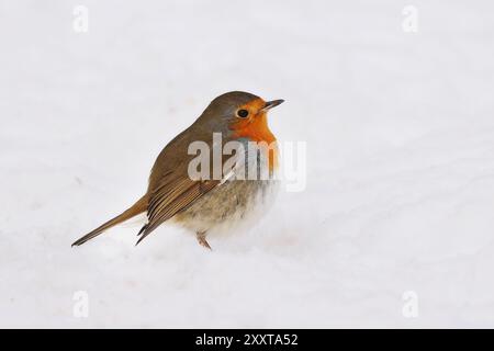 robin européen (Erithacus rubecula), assis sur le sol dans la neige, Allemagne, Mecklembourg-Poméranie occidentale Banque D'Images