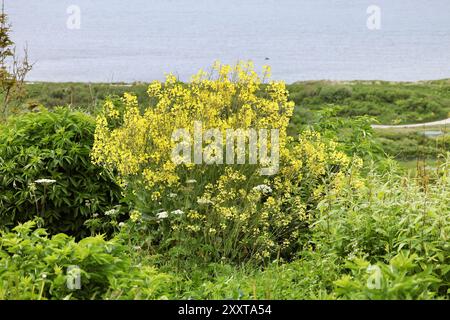 Chou-fleur (Brassica oleracea var. botrytis), forme sauvage de chou, floraison, Allemagne, Schleswig-Holstein, Helgoland Banque D'Images