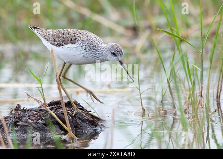 Pier à sable des marais (Tringa stagnatilis), buvant au bord du lac à Awassa, Ethiopie, Awassa Banque D'Images