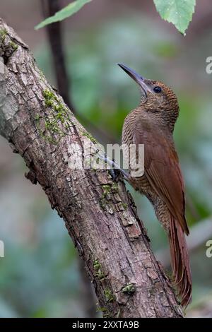 Dendrocolaptes sanctithomae (Dendrocolaptes sanctithomae), assis à un tronc d'arbre, Guatemala Banque D'Images