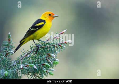 Tanager occidental (Piranga ludoviciana), mâle adulte assis sur une branche, USA Banque D'Images