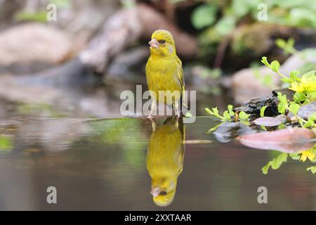 Greenfinch occidental (Carduelis chloris, Chloris chloris), mâle dans le ruisseau, Allemagne, Mecklembourg-Poméranie occidentale Banque D'Images