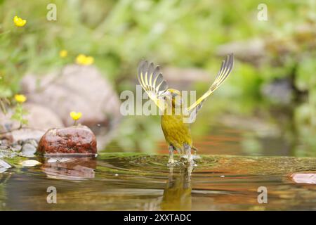 Greenfinch occidental (Carduelis chloris, Chloris chloris), se baignant dans un ruisseau, Allemagne, Mecklembourg-Poméranie occidentale Banque D'Images