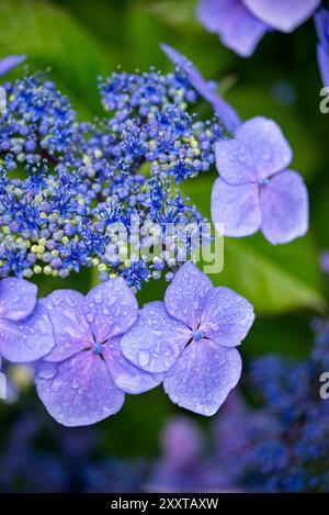 Forme de chapeau de dentelle bleue d'hortensia floraison dans un jardin de fin d'été. Banque D'Images