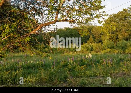 Prairie d'été à Scania, Suède Banque D'Images