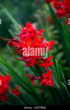 Variété rouge profond de Crocosmia floraison à la fin de l'été. Une plante vivace herbacée cultivée dans les jardins. Banque D'Images