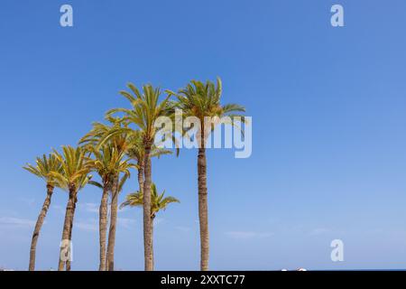 Photo d'une sélection de grands palmiers soufflant dans le vent avec un ciel bleu ensoleillé journée d'été prise en Espagne à l'heure d'été Banque D'Images