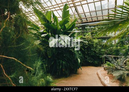 Les plantes tropicales denses prospèrent sous la lumière naturelle dans une serre, chemin de jardin Banque D'Images