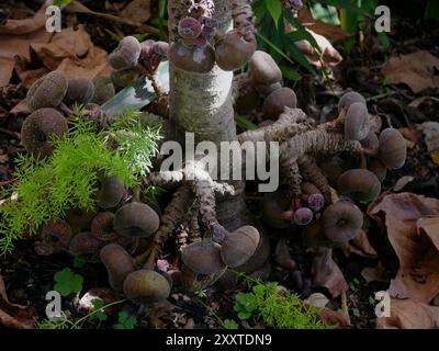 Ficus Auriculata fruit poussant sur arbre. Figue de Roxburgh ou figue d'éléphant d'oreille - flore des îles Canaries. Un jardin botanique à Puerto de la Cruz, la Orotav Banque D'Images