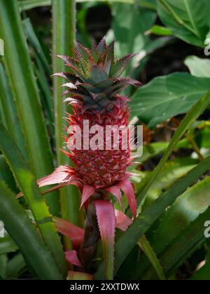 Gros plan de la culture de fruits d'ananas dans un jardin botanique à Puerto de la Cruz, la Orotava, Tenerife. Motif pour fond d'écran de conception, affiche, bannière, CA Banque D'Images