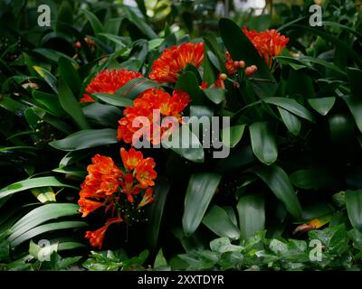 Clivia miniata fleurs rouges fleurissent. Fond d'écran de forêt tropicale de jungle tropicale, affiche, bannière, concept de carte. Jardin botanique à Puerto de la Cr Banque D'Images