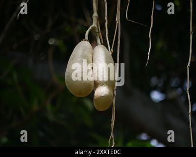 Fruits de l'arbre à saucisses Kigelia africana accroché sur un arbre à la lumière du soleil dans le jardin botanique de Tenerife. Banque D'Images