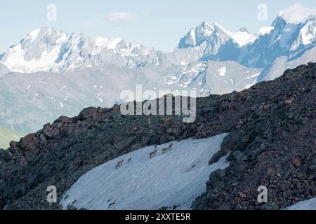 haut paysage montagneux avec un troupeau de turs caucasiens sauvages au premier plan Banque D'Images