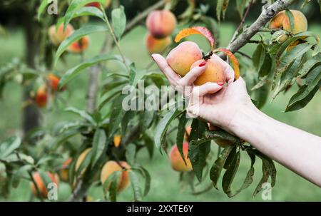 Gros plan de la main d'une femme avec des ongles peints en rouge tenant doucement deux pêches mûres sur une branche d'arbre. L'image capture un moment de cueillette de fruits Banque D'Images