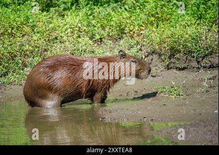 Un capybara sort d'une flaque d'eau (idrochèro ou Hydrochoerus hydrochaeris Linnaeus) Banque D'Images