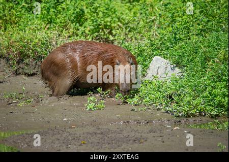 Un capybara sort d'une flaque d'eau (idrochèro ou Hydrochoerus hydrochaeris Linnaeus) Banque D'Images